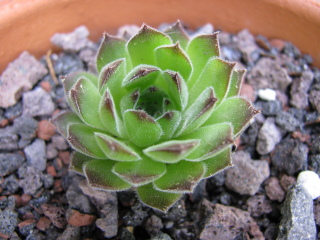Kindingeri