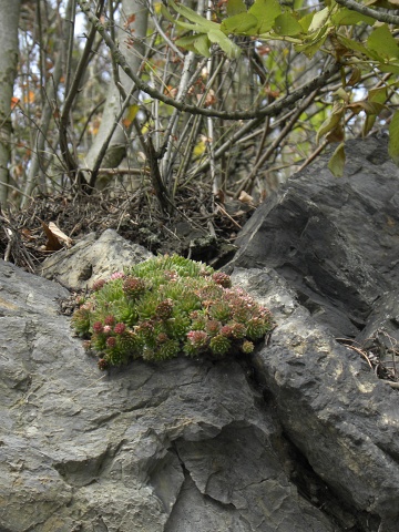 globiferum ssp. globiferum from Liblín (nahe der Brücke)