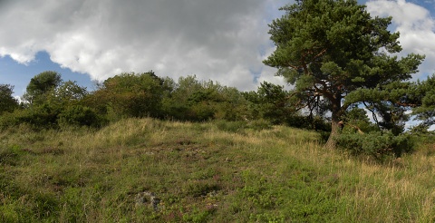 globiferum ssp. globiferum from Branišovský vrch