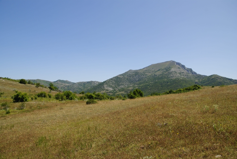 heuffelii from Kozjak, SO Abhang