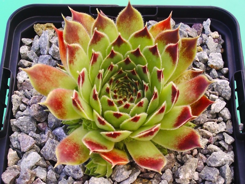 calcareum3
