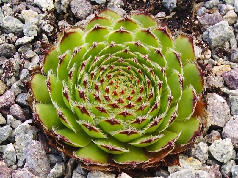 fimbriatum