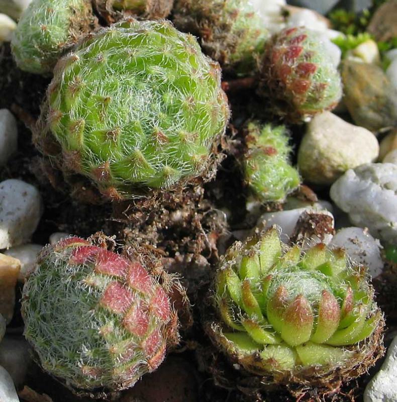 ciliosum from Rila Village