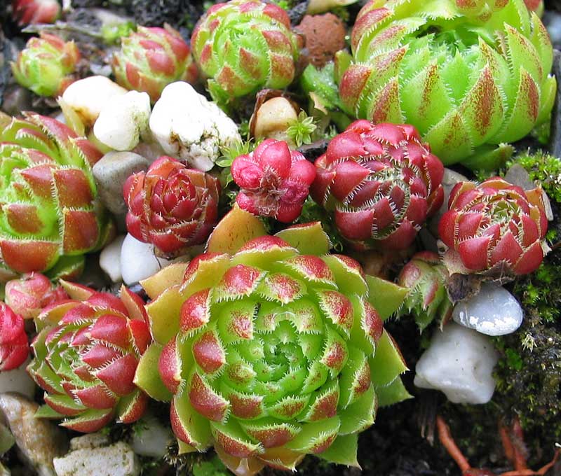 globiferum ssp. globiferum from Lochen