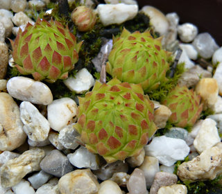 globiferum ssp. hirtum from Annenheim