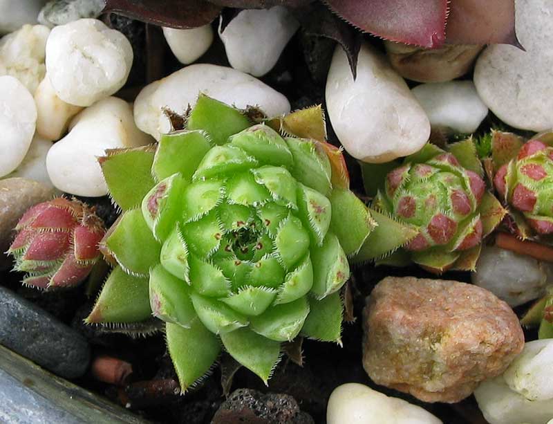 globiferum ssp. hirtum from Budai Mts Typ B HO