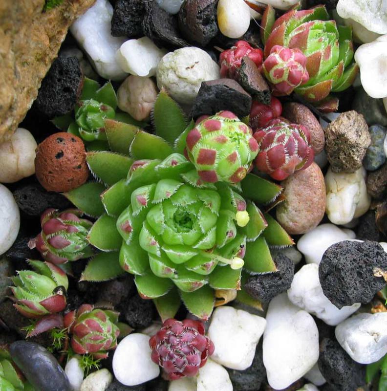 globiferum ssp. hirtum from Nitra