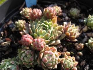 globiferum ssp. hirtum from Eger