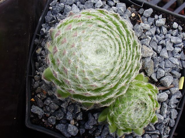 ciliosum ssp. octopodes from Mali Hat