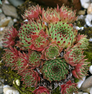 calcareum from Céüse (Typ nanus) 6