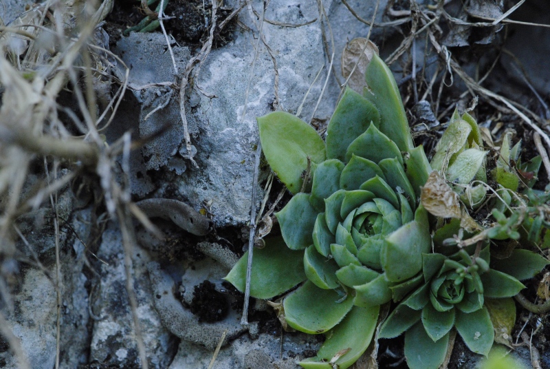 heuffelii from Prohodna