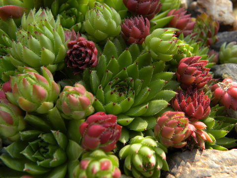 globiferum ssp. hirtum (preissianum) from Veľká skala