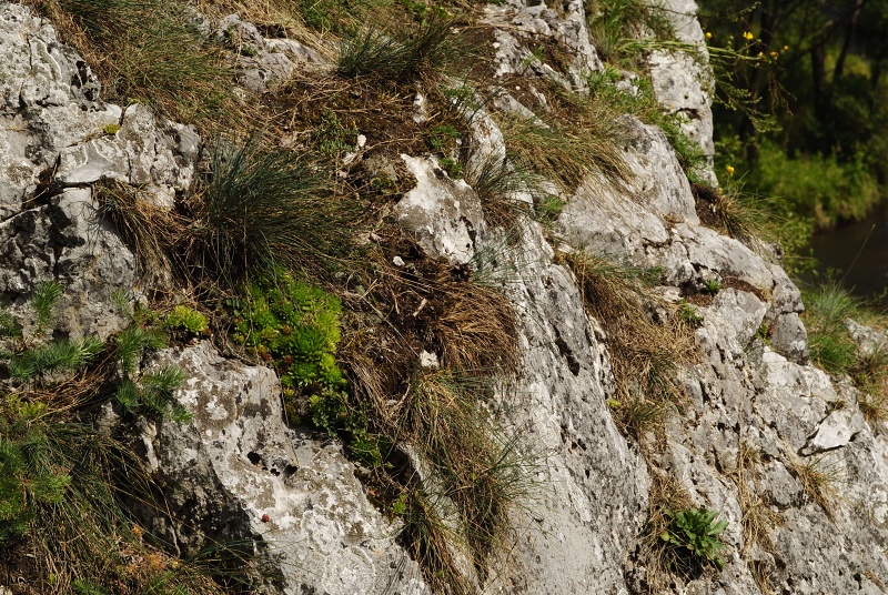 globiferum ssp. hirtum from Hornád, Kehle