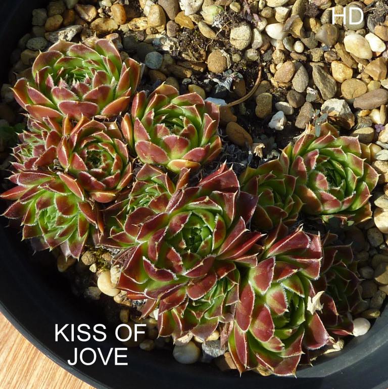 Kiss of Jove / Jovi