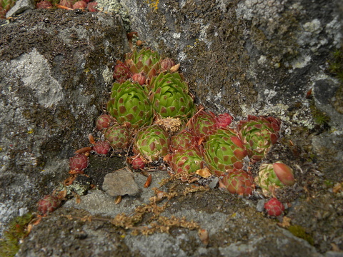 globiferum ssp. globiferum from Kozinec