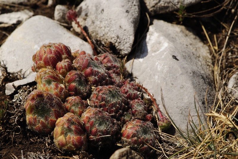ciliosum ssp. ciliosum (galicicum) from Tepeno, Tafel