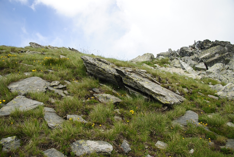 ciliosum ssp. octopodes from Pelister (Gipfel)