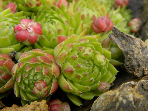 globiferum ssp. globiferum from Podhorní vrch