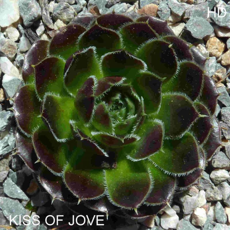 Kiss of Jove / Jovi
