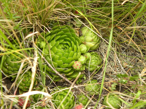 globiferum ssp. globiferum from Křížky