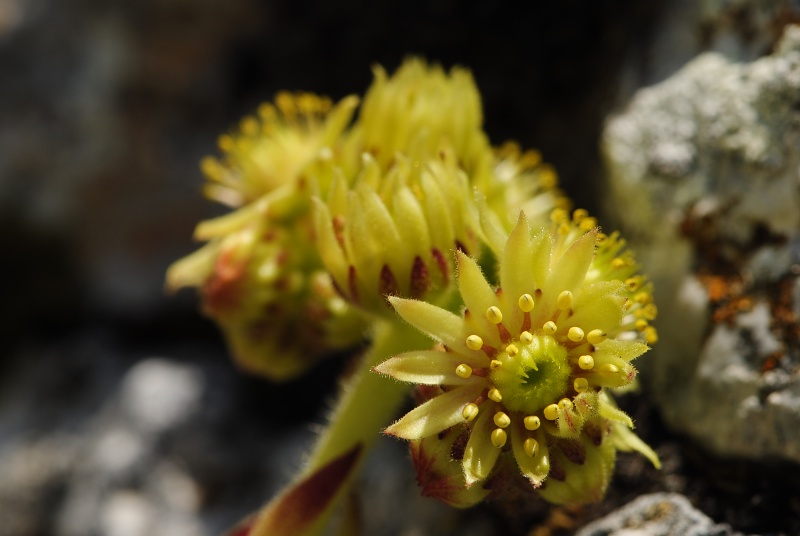 ciliosum x S. marmoreum from Lipova Livada (ü. d. Straße) 2