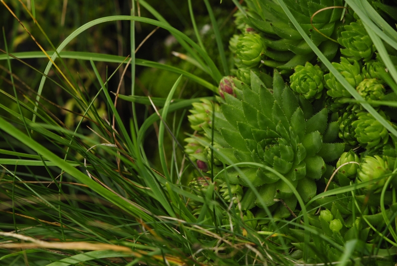 globiferum ssp. hirtum (preissianum) from Veľký Rozsutec