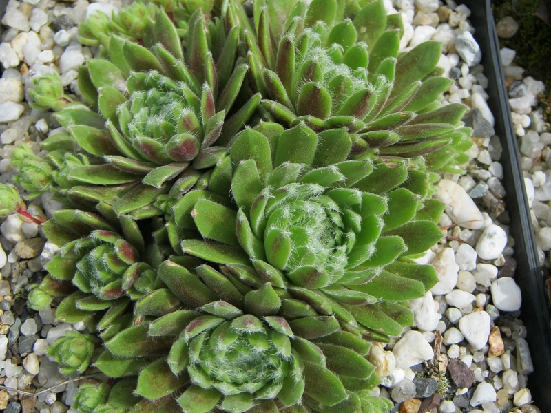Katopia