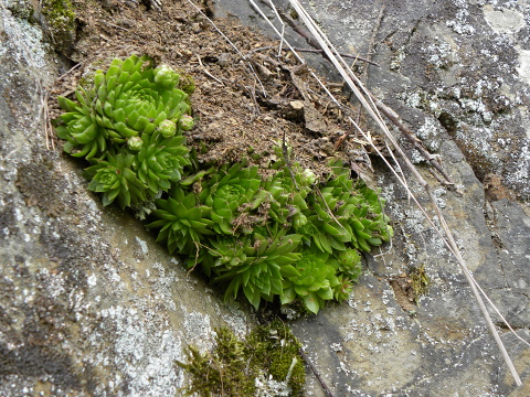 globiferum ssp. globiferum from Špičák bei Mezí