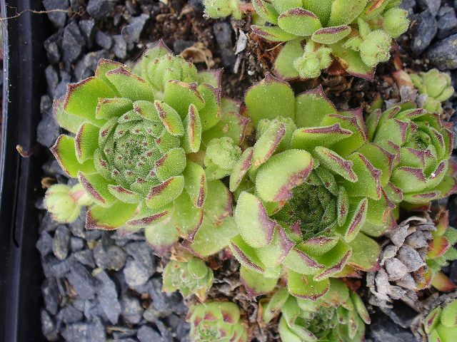 grandiflorum
