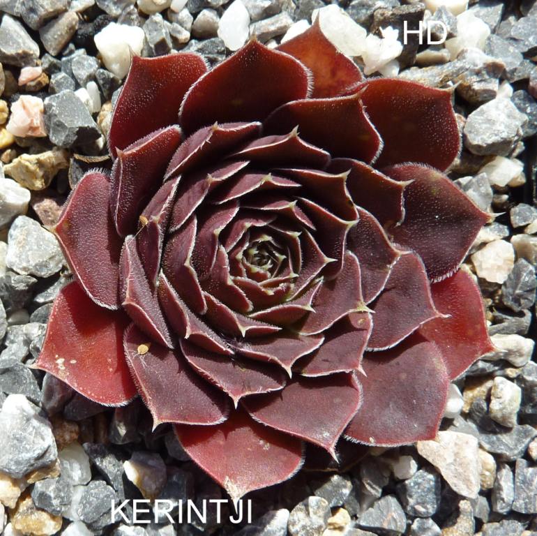Kerintji / Jovi