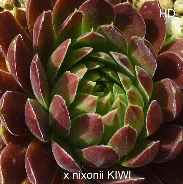 Kiwi / Jovi