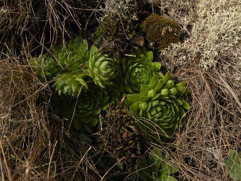 globiferum ssp. globiferum from Kamenec (Süd 1)