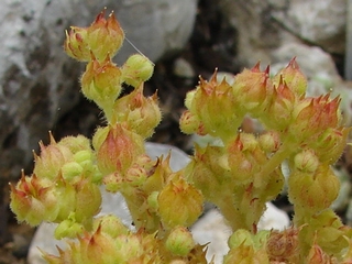 ciliosum ssp. octopodes (apetalum)