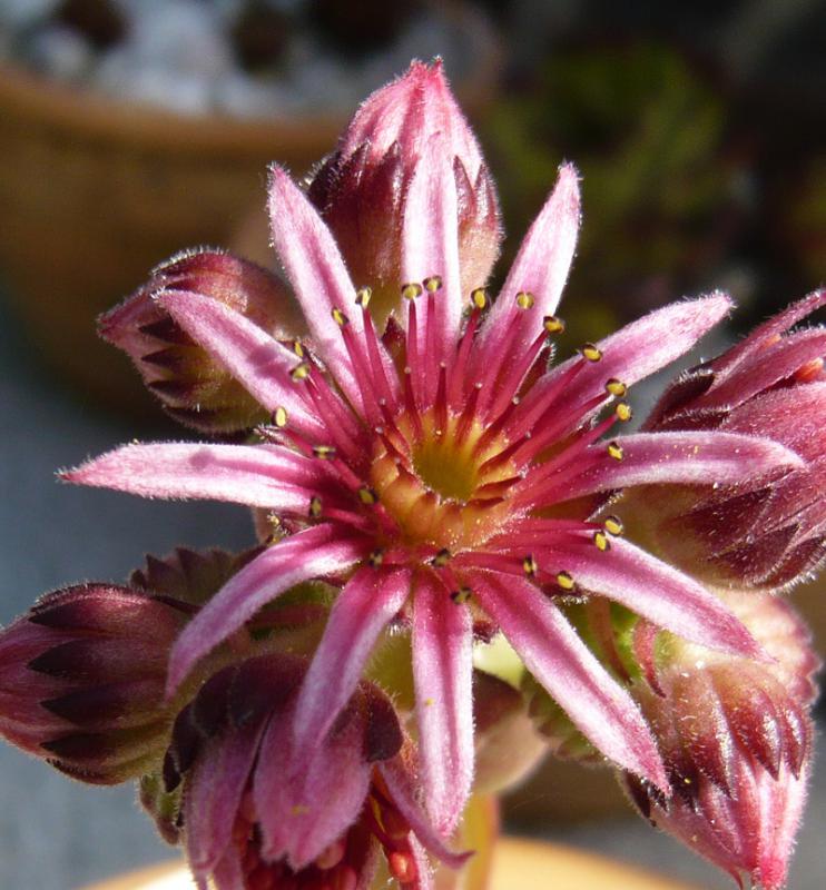 caucasicum