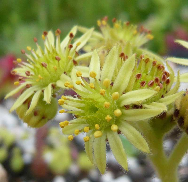 ciliosum ssp. octopodes from Mali Hat