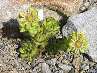 grandiflorum
