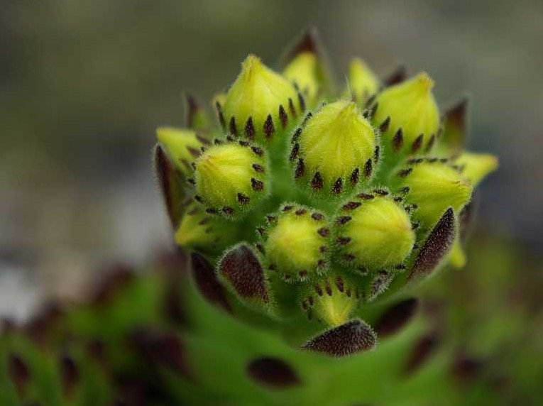 grandiflorum