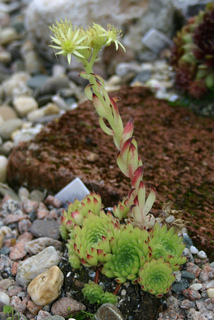 leucanthum