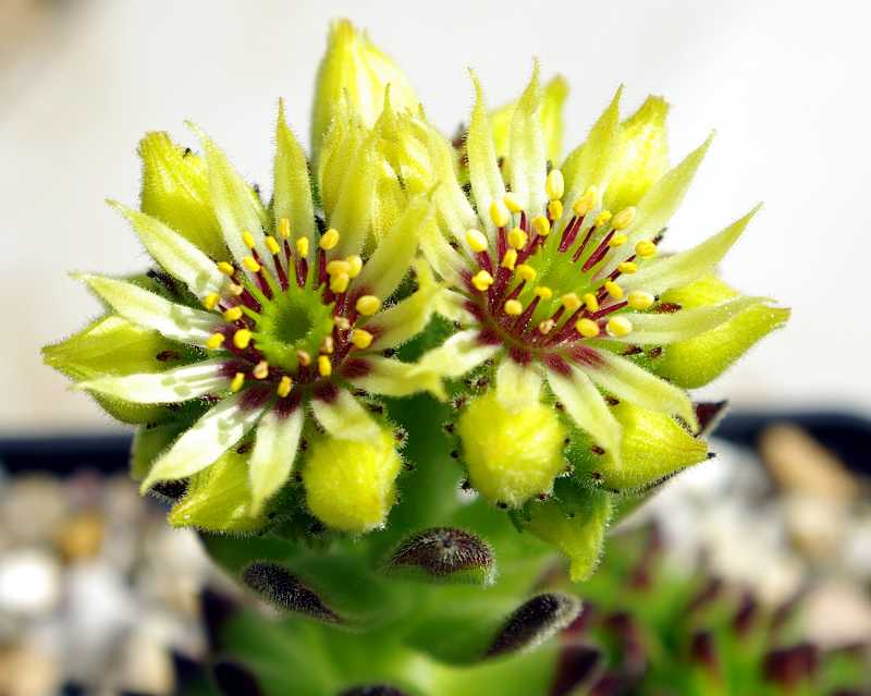 grandiflorum