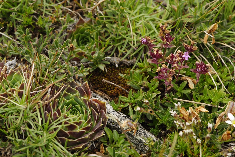 heuffelii from Kobilino pole, O