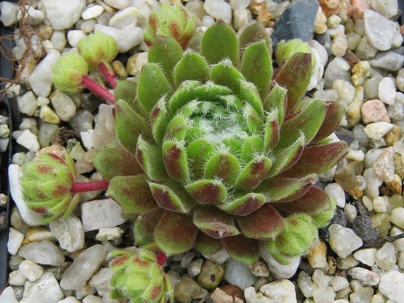 Katopia