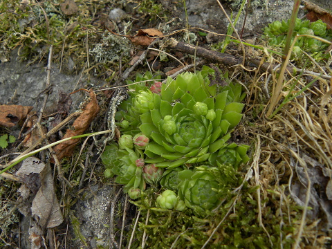 globiferum ssp. globiferum from Krsy