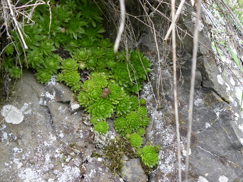 globiferum ssp. globiferum from Špičák bei Mezí
