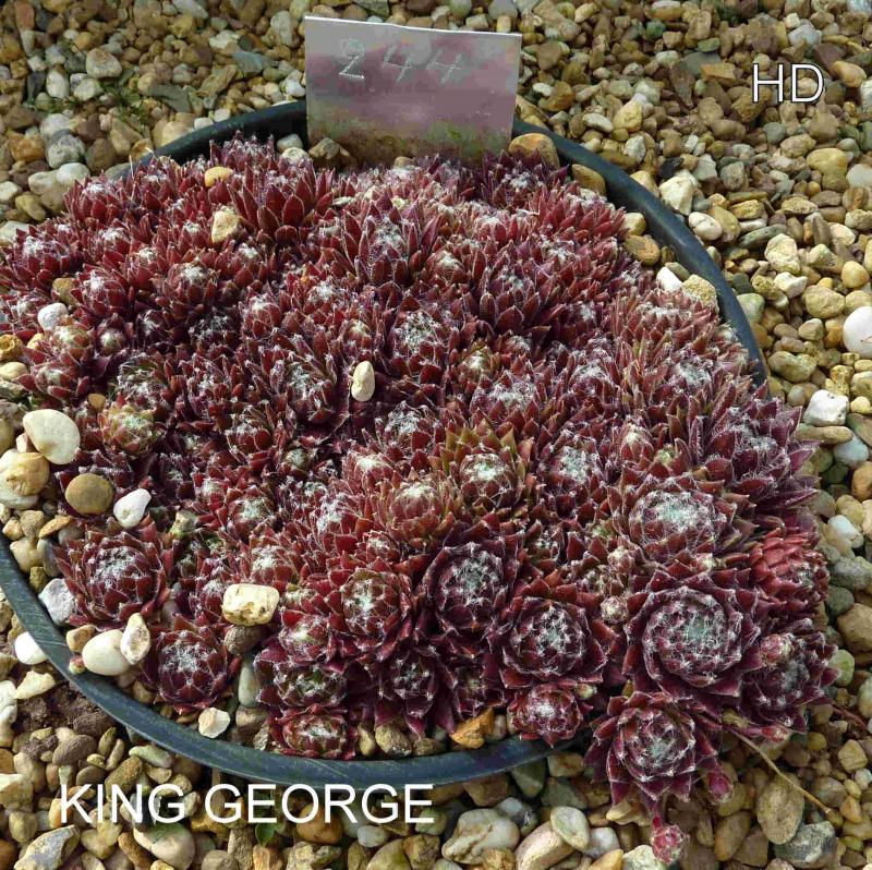 King George