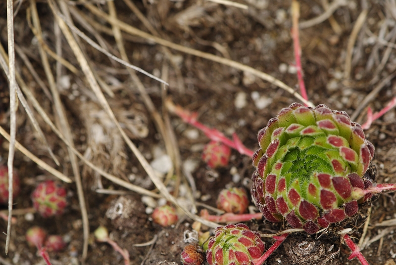 ciliosum ssp. octopodes from Ilinden  N Abhang