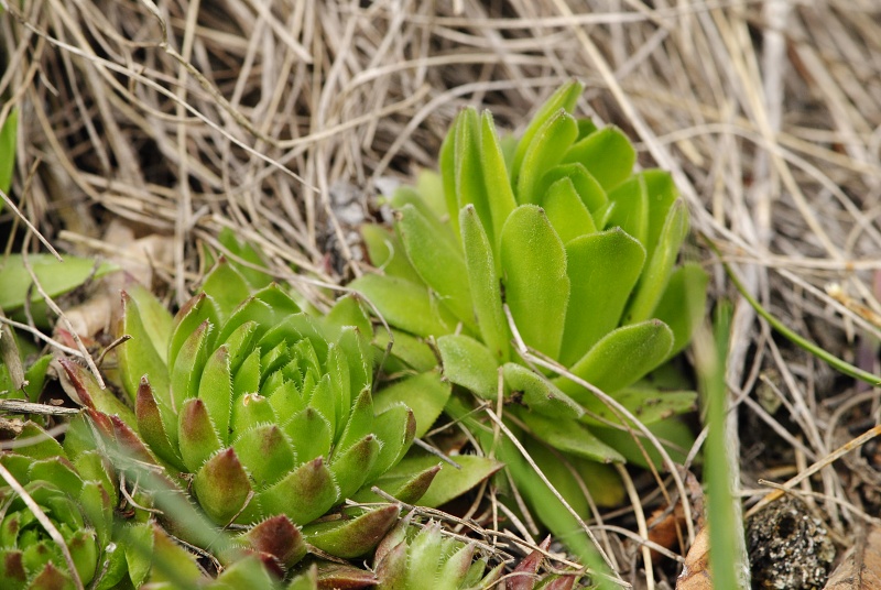 globiferum ssp. hirtum (preissianum) from Veľký Grič