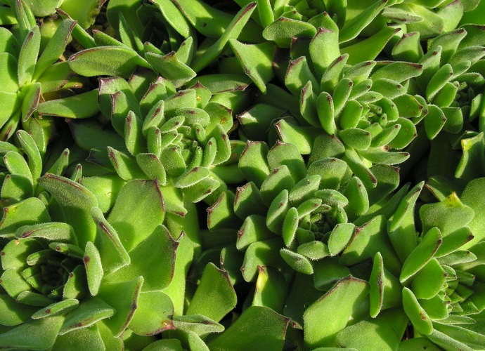 grandiflorum