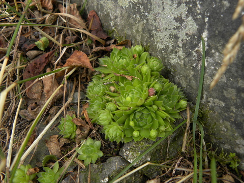 globiferum ssp. globiferum from Krsy