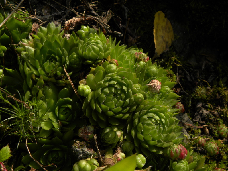 globiferum ssp. globiferum from Skomelno, Hůrka