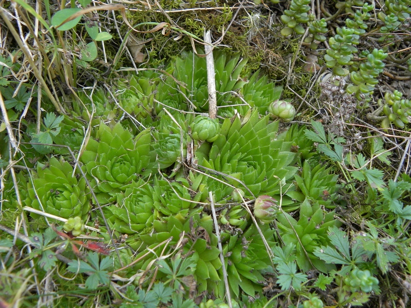 globiferum ssp. globiferum from Lipovec, Velká Dohoda